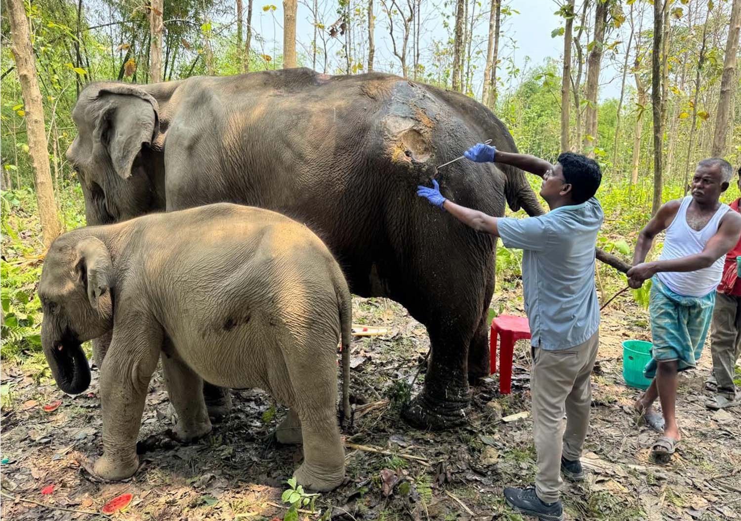 CITES highlights high standards at Vantara and strong Indian regulations