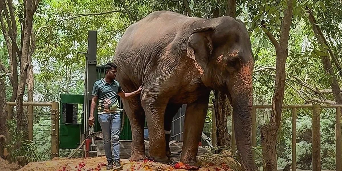 CITES praises Vantara’s conservation model, rubbishes allegations of illegal trade of animals